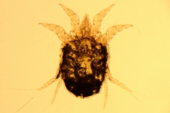P. equi - samica