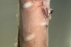 Sarcocystis sp. - svalové cysty v MH (biele útvary v stene pažeráka ovce - trvalý preparát) )