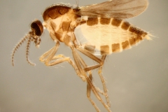 Simulium spp. samička