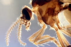 Simulium spp. samička - detail