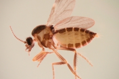 Simulium spp. samička