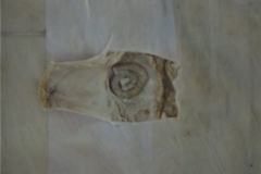 S. edentatus - detail larvy štvrtého štádia na pobrušnici (trvalý makropreparát)