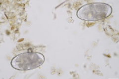 Strongylus spp. - vajíčka