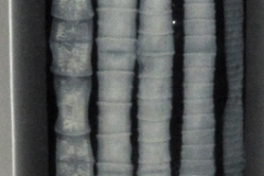 T. hydatigena - adult (makropreparát)