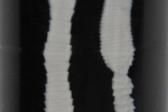 T. pisiformis - adult (makropreparát)