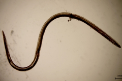 T. callipeda - samica