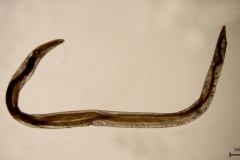 T. callipeda - samec
