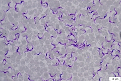 T. brucei brucei
